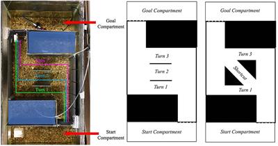 Fishnition: Developing Models From Cognition Toward Consciousness